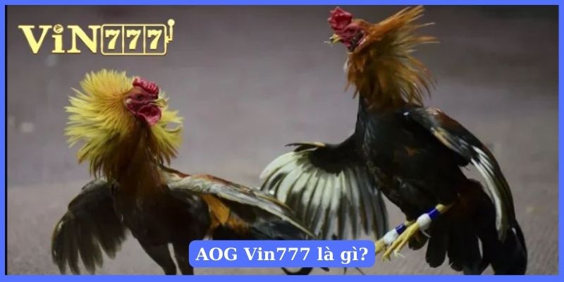 Danh mục đá gà uy tín AOG tại nhà cái Vin777