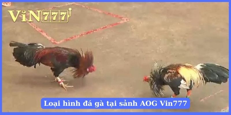 Đá gà cựa là loại hình được yêu thích