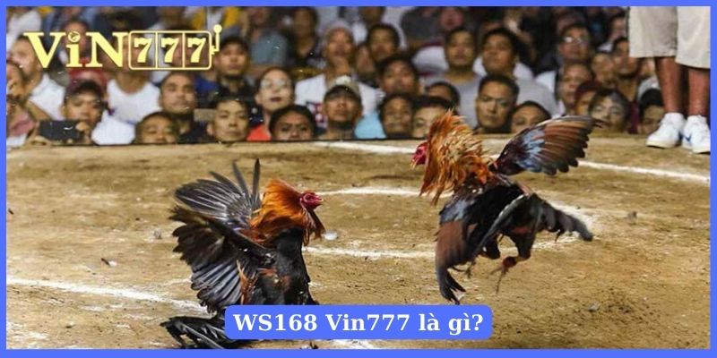 Xem đá gà trên sảnh WS168 tại nhà cái Vin777