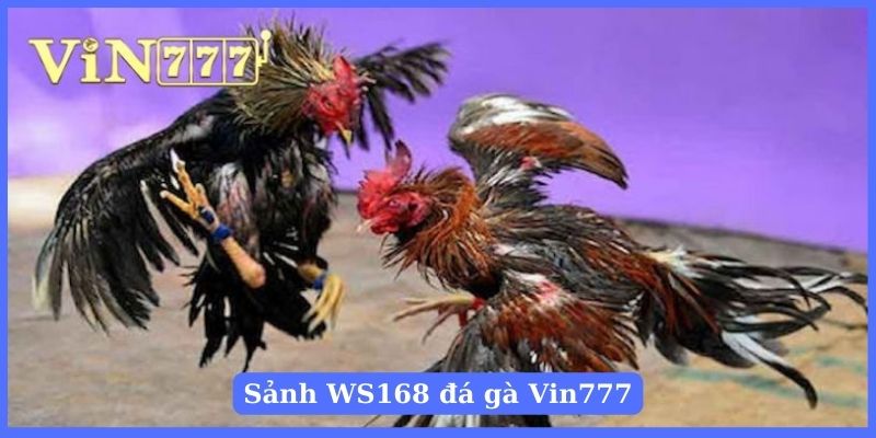 Xem đá gà tại sảnh WS168 uy tín